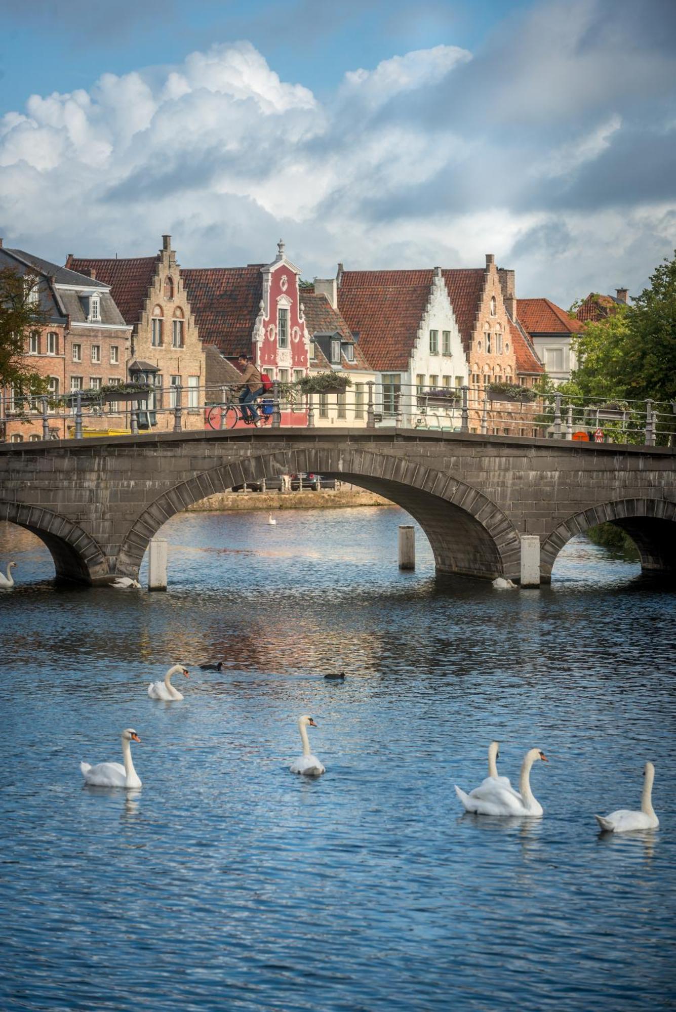 Royal Swans * Bruges